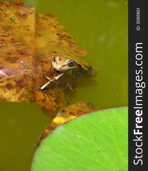 Frog camouflaged under a brown lily pad. Frog camouflaged under a brown lily pad