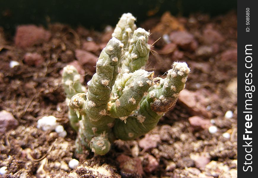 A small cactus grown from the ground