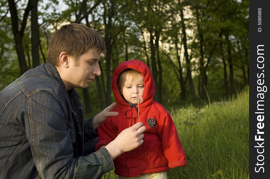 The daddy and a small daughter blow on a white dandelion. The daddy and a small daughter blow on a white dandelion