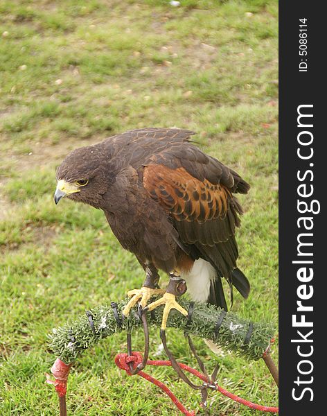 Buzzard close up. Isle of Wight