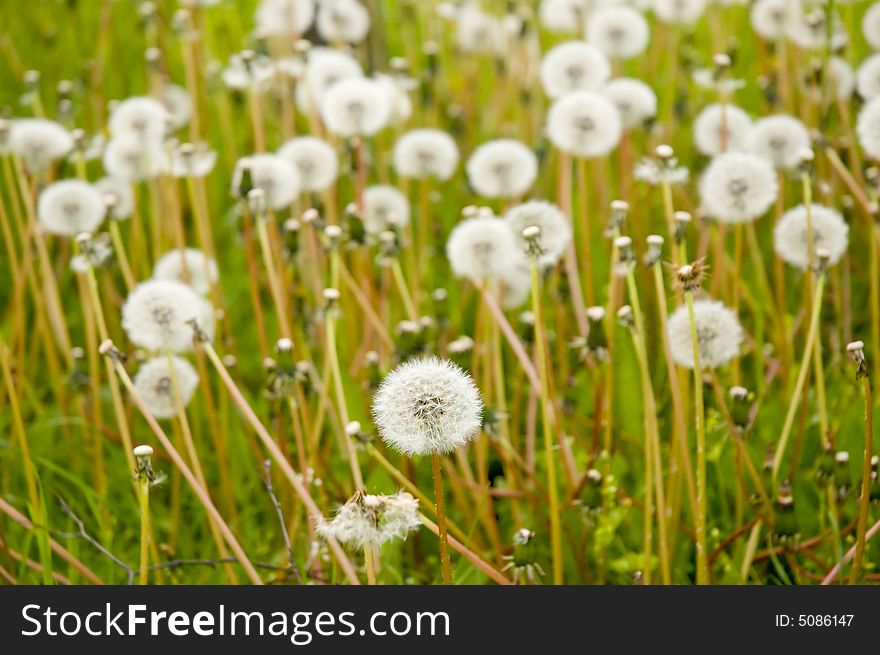 Meadow with lots of dandelions. Meadow with lots of dandelions