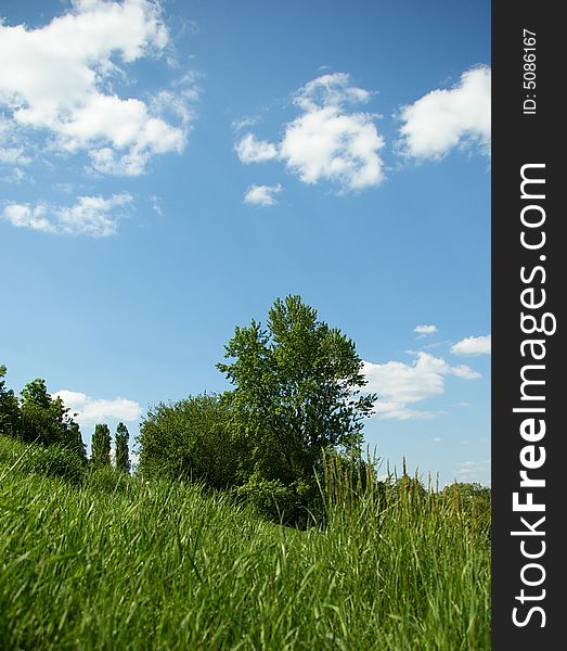 Landscape. A green grass, trees and the blue sky