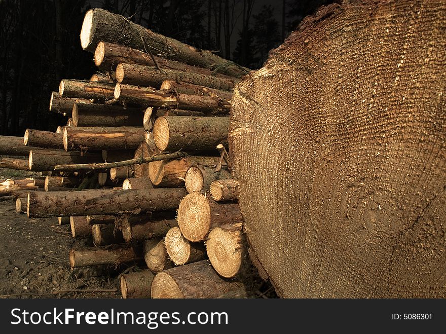 Stack of stumps in the wood. Stack of stumps in the wood