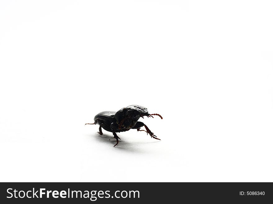 Isolated shot of a black beetle on white background