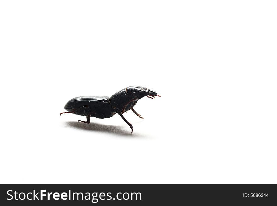 Isolated shot of a black beetle on white background