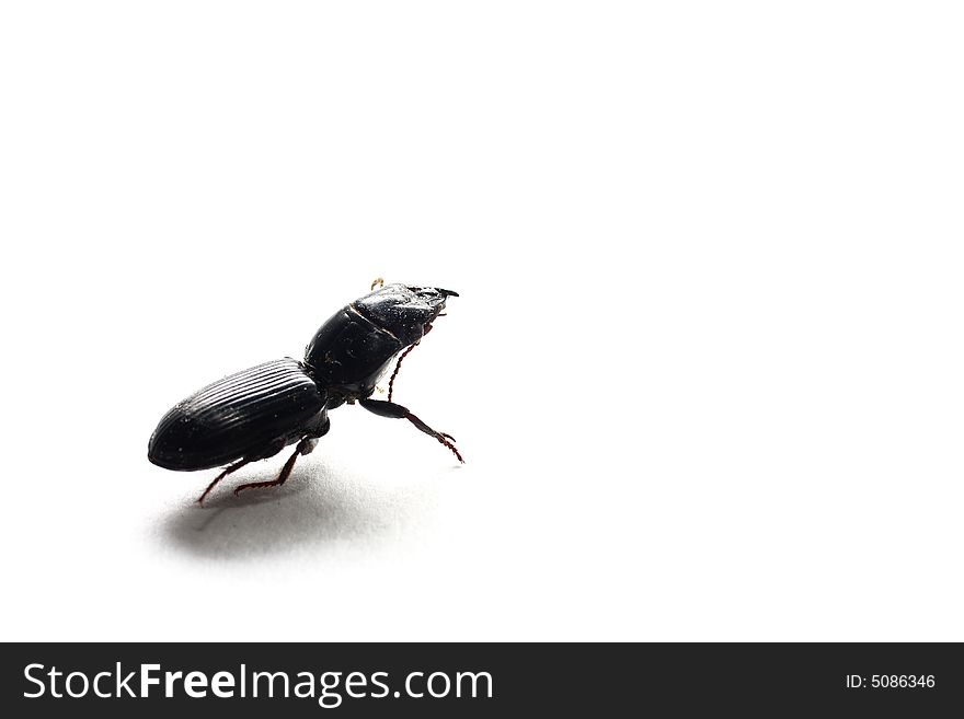 Isolated shot of a black beetle on white background