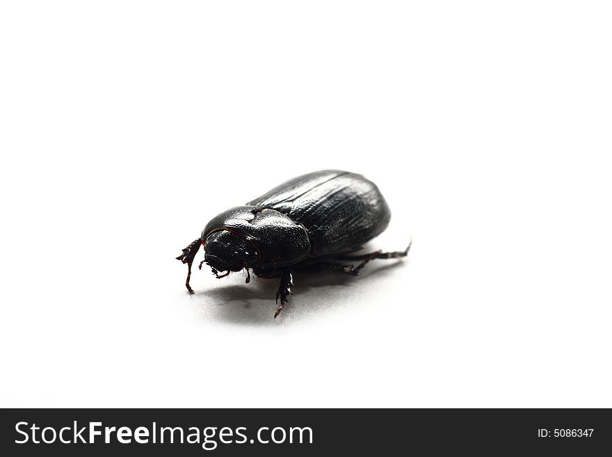 Isolated shot of a black beetle on white background