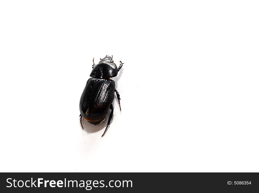 Isolated shot of a black beetle on white background