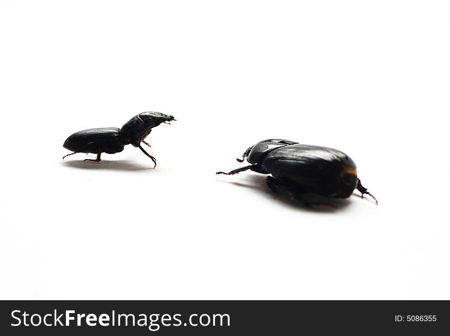 Isolated shot of a couple of black beetles on white background