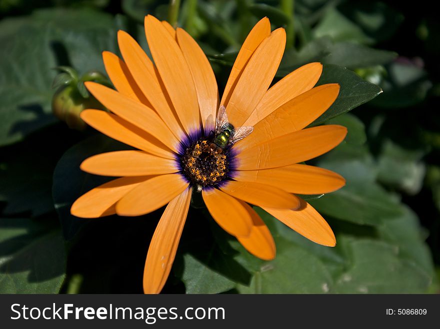 Green fly collecting pollen from orange and purple flower. Green fly collecting pollen from orange and purple flower