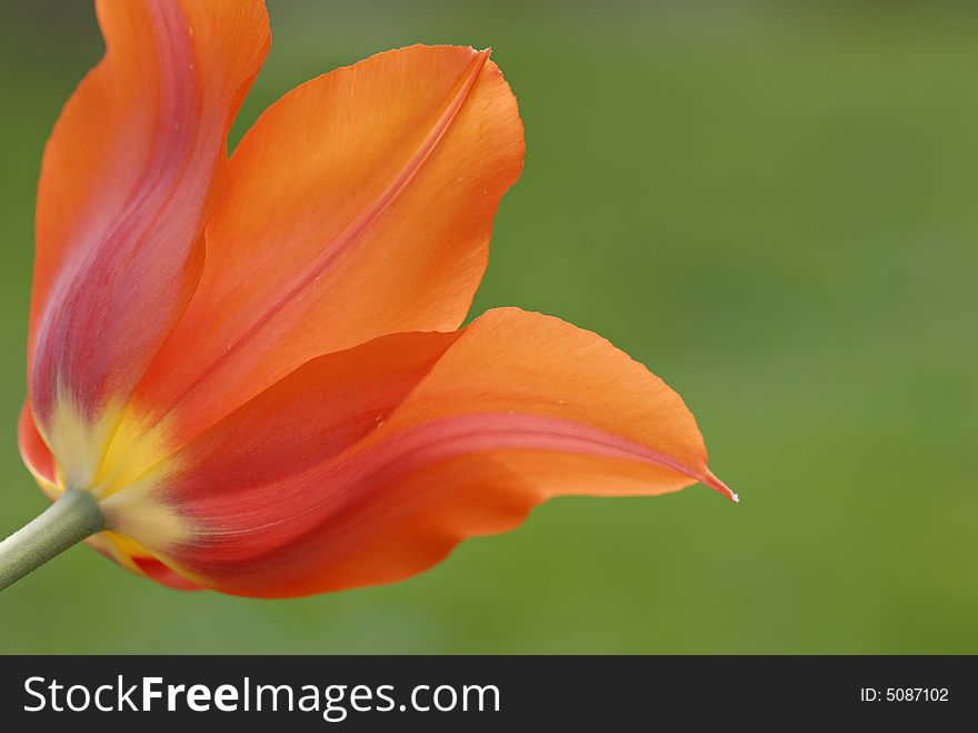 Orange Tulip Bloom