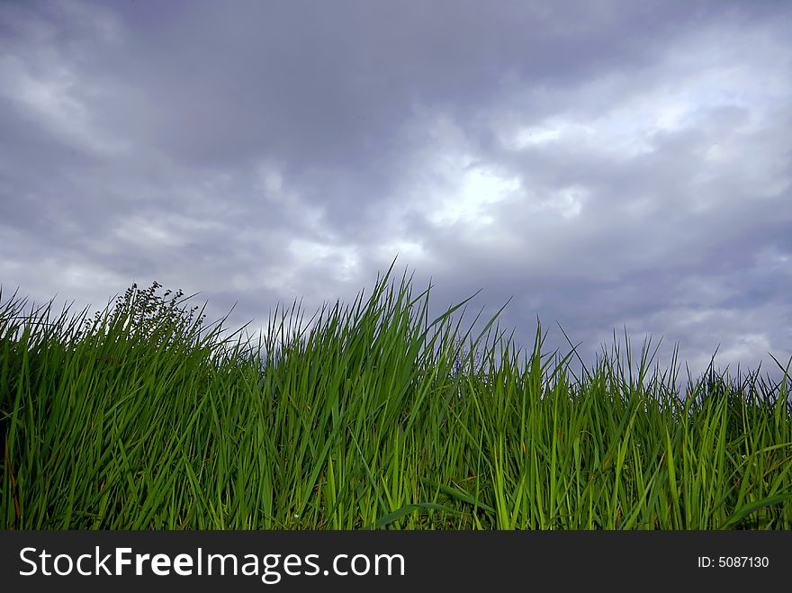 Grass and cloudy sky