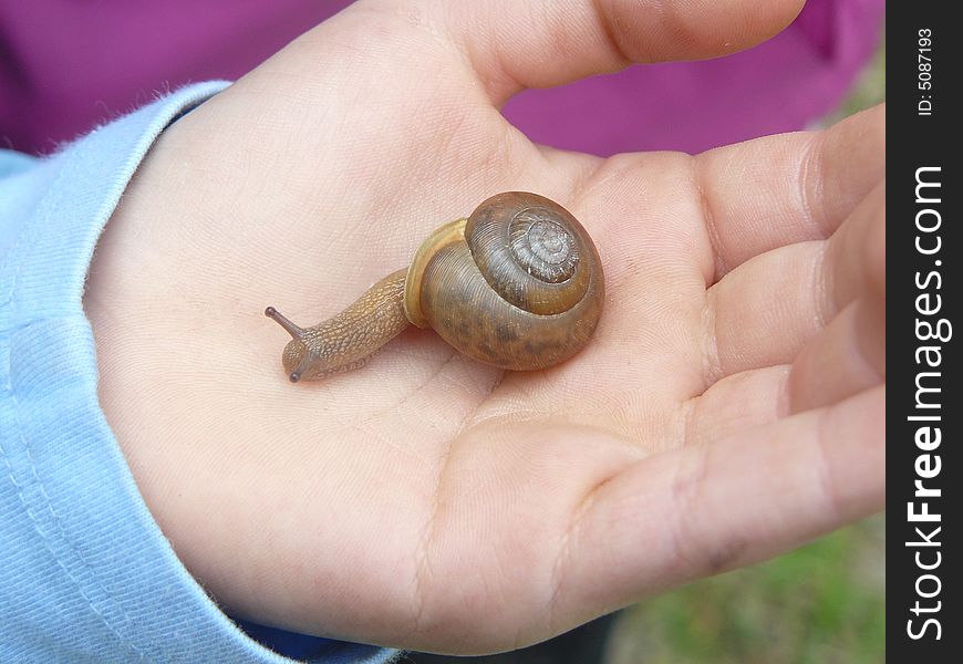 This little girl is examining a snail she found, while it examines her hand. This little girl is examining a snail she found, while it examines her hand.