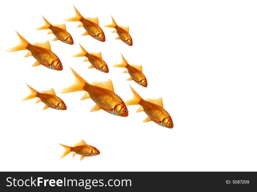 Pack of goldfish swimming to one point. Pack of goldfish swimming to one point