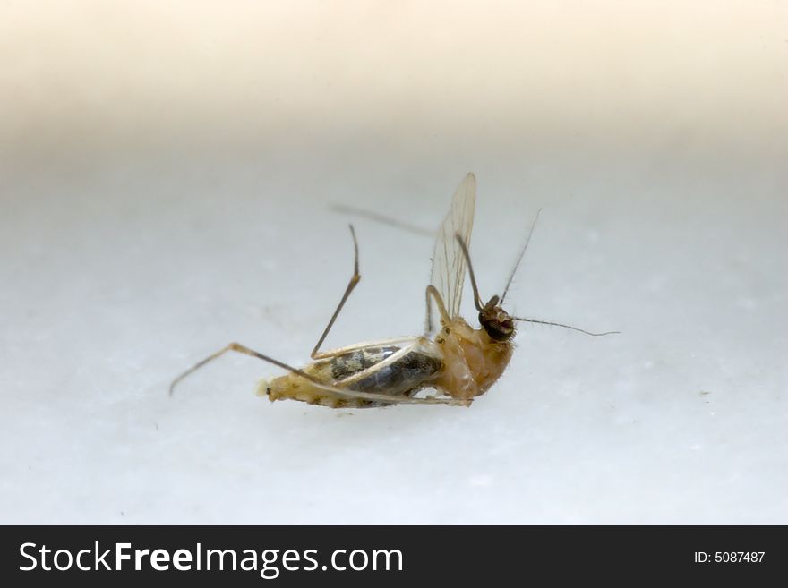 An asian mosquitoes get killed lying on the floor. An asian mosquitoes get killed lying on the floor.