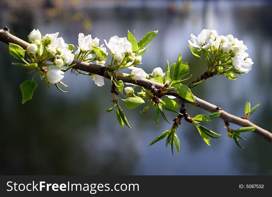 Blossom Apple-tree Branch