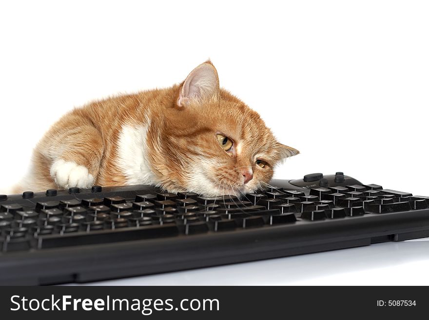 The red cat lays on the keyboard