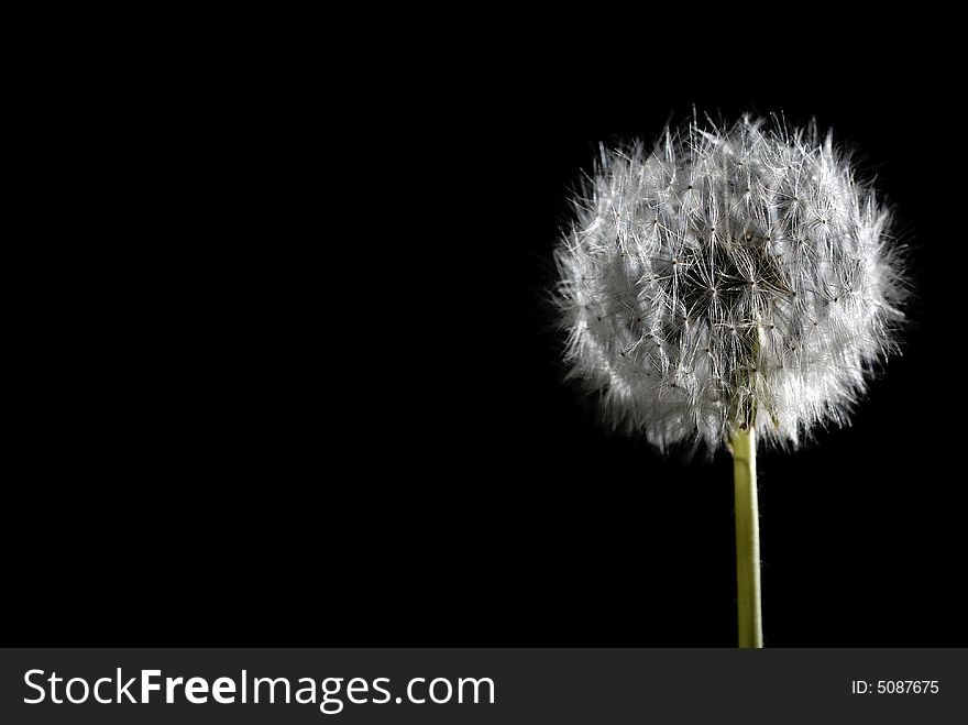 Dandelions isolated on black background. Dandelions isolated on black background