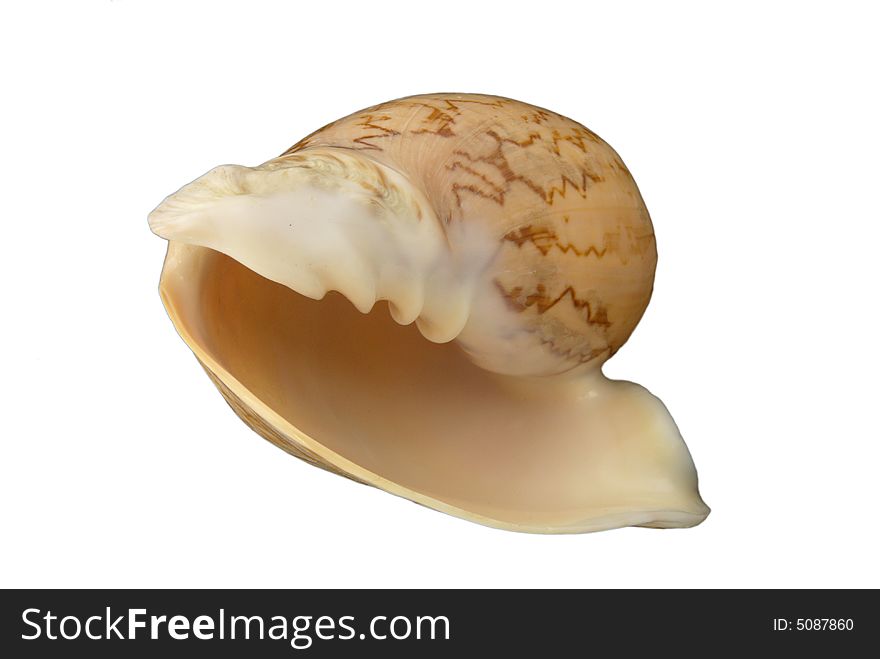 Nice orange Seashell isolated on white