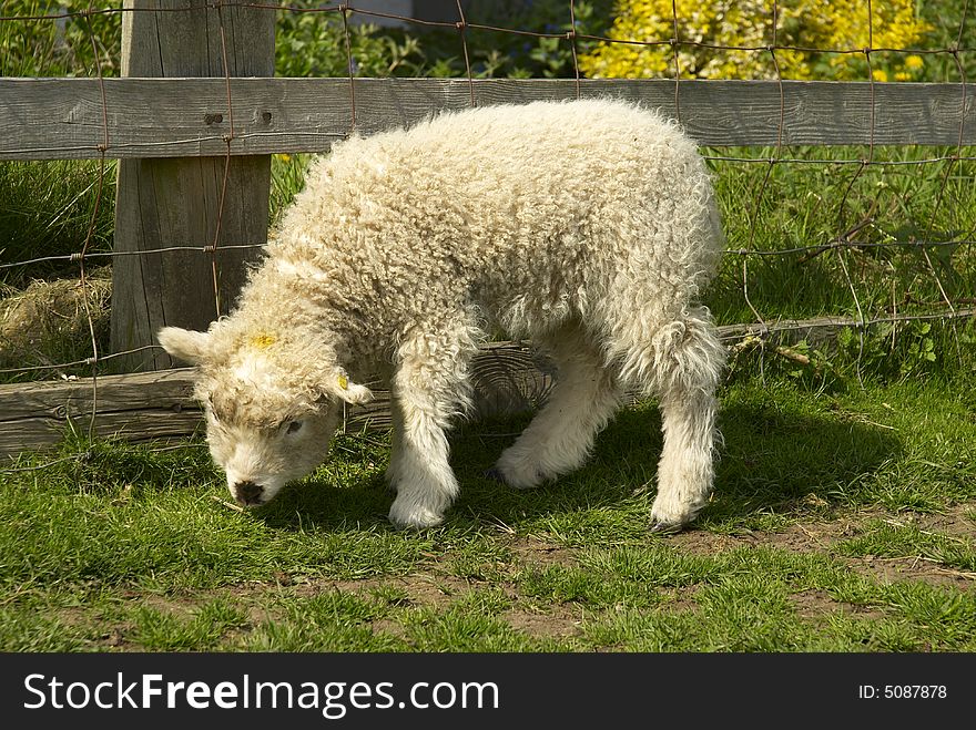 Greyface Dartmoor lamb grazing on grass, British rare breed, May, UK. Greyface Dartmoor lamb grazing on grass, British rare breed, May, UK.