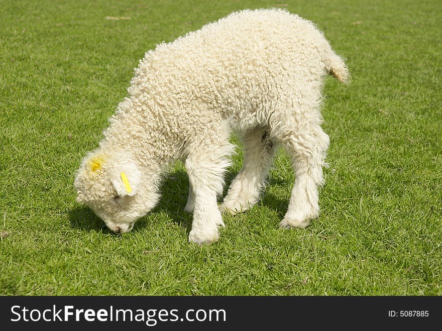 Greyface Dartmoor lamb grazing on grass, British rare breeds, May, UK. Greyface Dartmoor lamb grazing on grass, British rare breeds, May, UK.