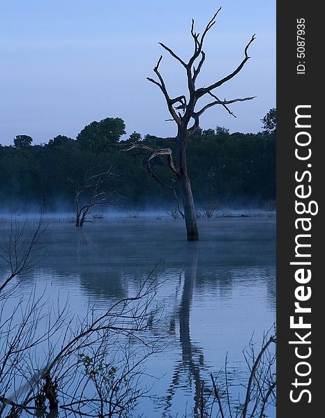 A lone tree in a lake in an early morning mist.