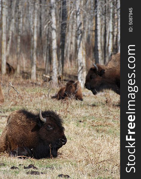 Bison herd eating grass on the meadow