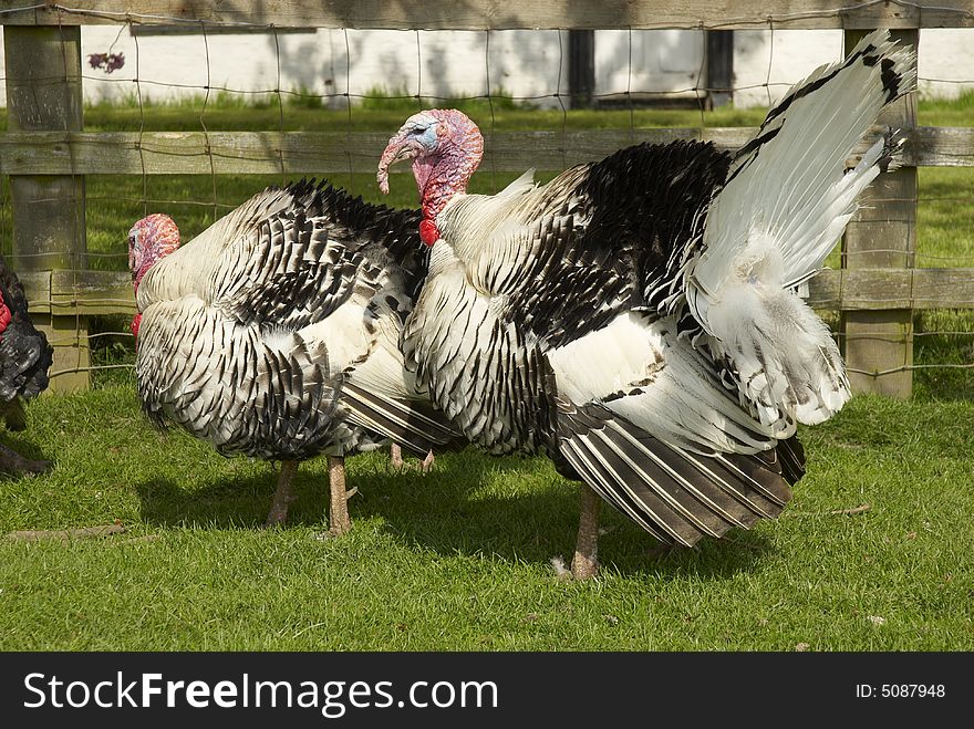 Large turkey on British rare breeds farm, May, UK. Large turkey on British rare breeds farm, May, UK.