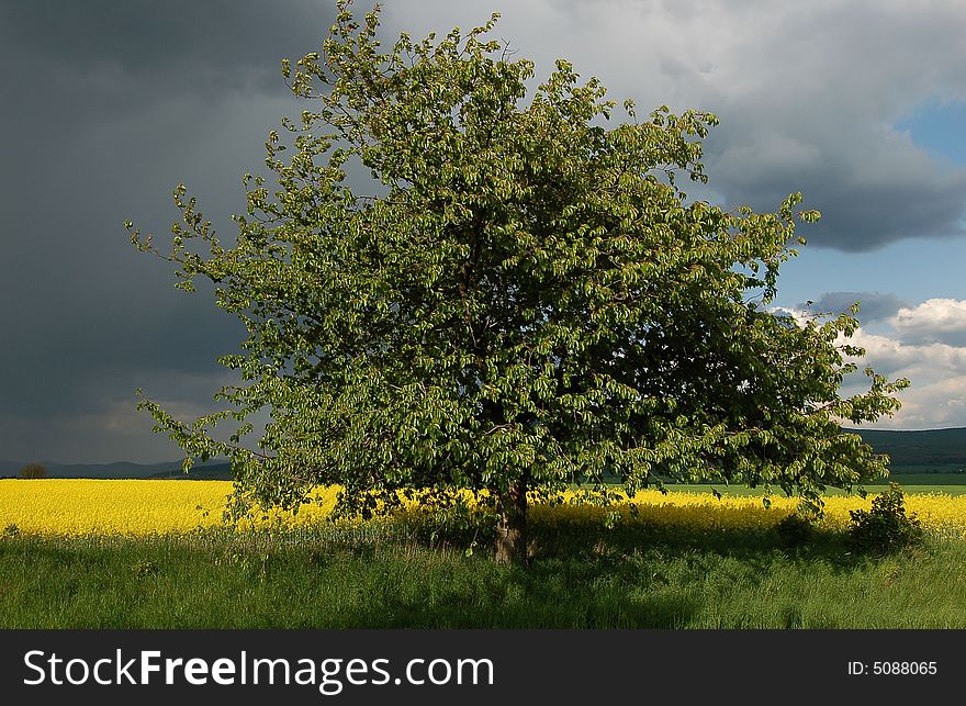 View on a tree with yellow fields