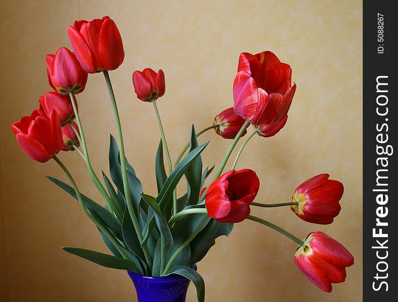 Photo of butiful red tulip macro