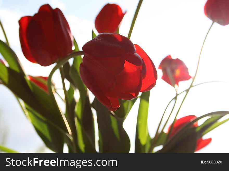 Photo of butiful red tulip macro