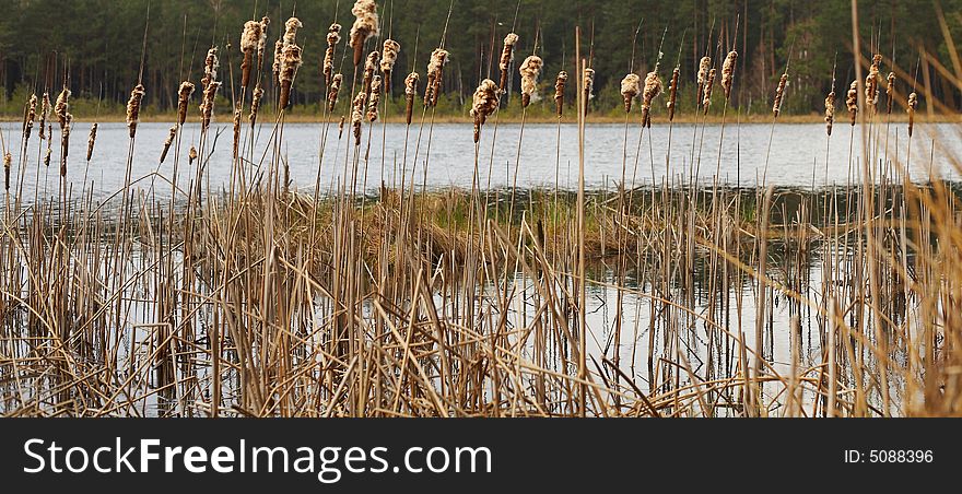 An image of a brown rush in a lake