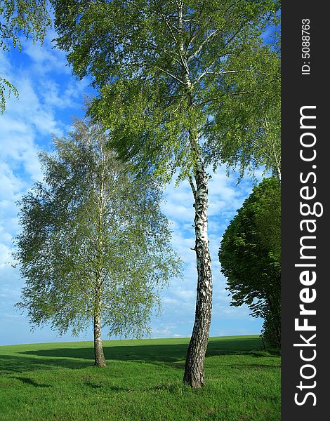 An image of two birches in the field