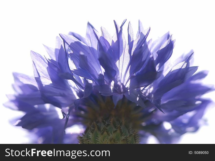 Close up shot of blue flower