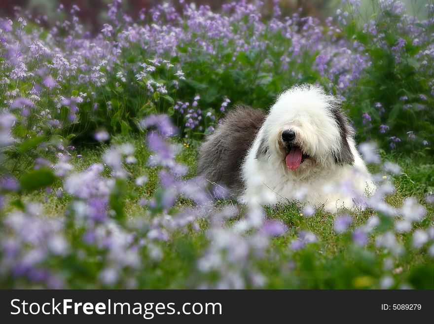 A beautiful english old sheepdog,outdoors