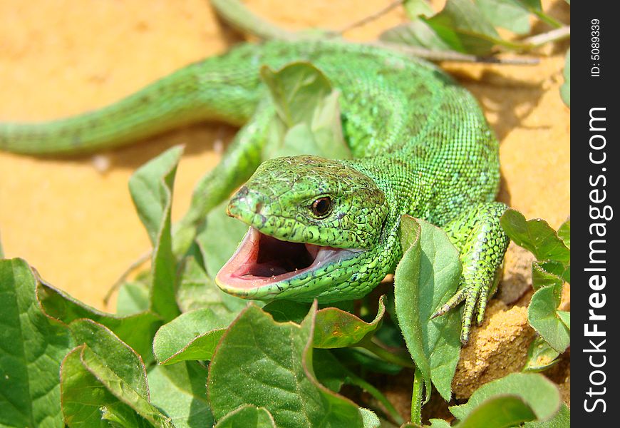 Green lizard in new grass