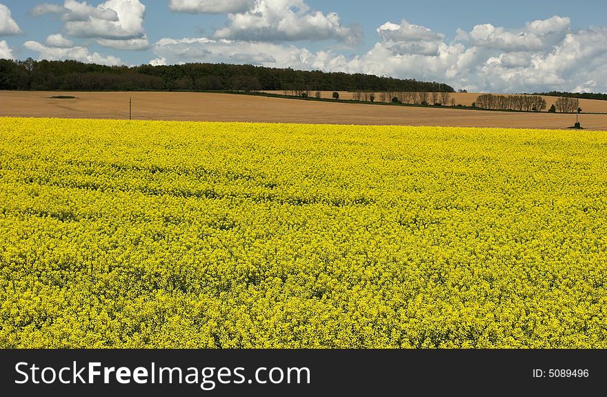 Oil rape fields in hungary