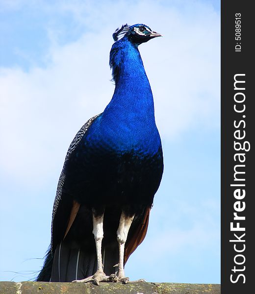 Close up photo of a Peacock standing on a wall. Close up photo of a Peacock standing on a wall