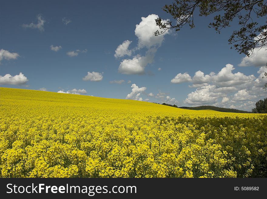 Oil rape fields in hungary. Oil rape fields in hungary