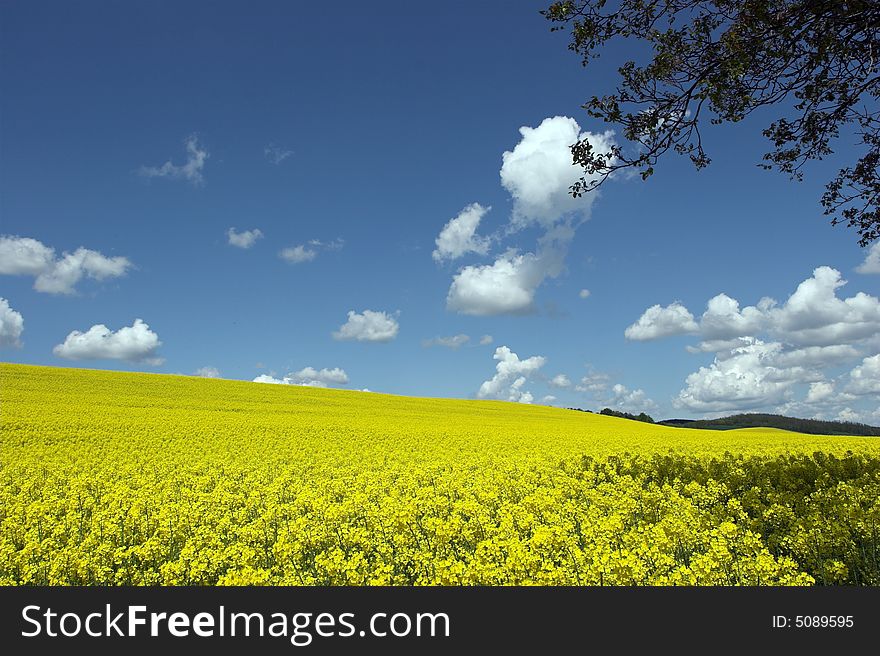 Oil rape fields in hungary