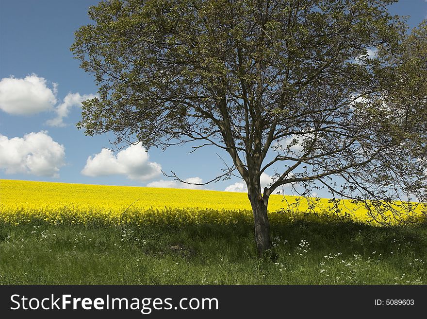 Oil rape field and tree