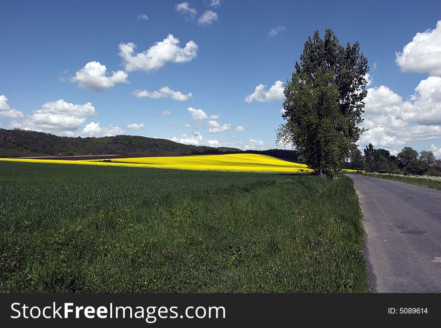 Road In Midle Of Oil Rape Fields