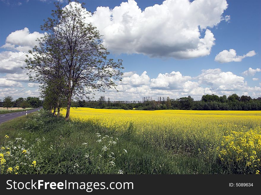 Oil rape fields in hungary