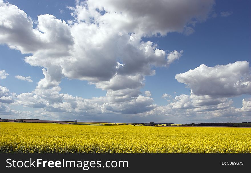 Oil rape fields in hungary