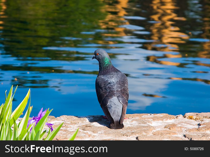 Pigeon next to a lake