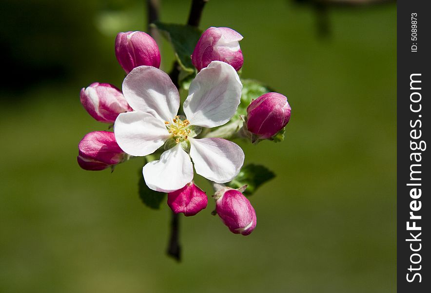 Cherry Tree Flowers On Branch Over Grass