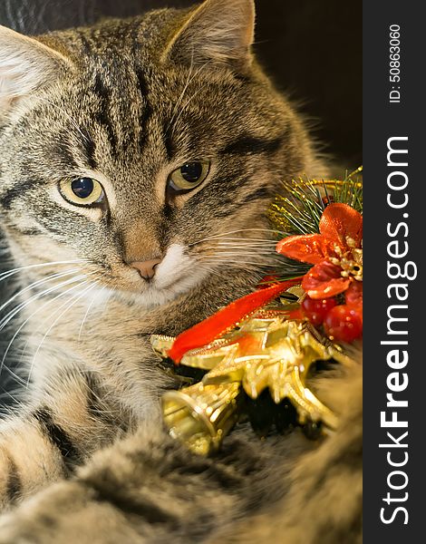 Cute tabby cat with golden Christmas tree, holiday background. Cute tabby cat with golden Christmas tree, holiday background.