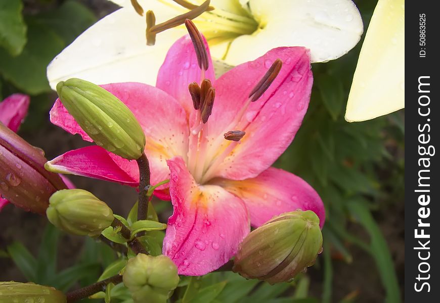 Big pink lily flower in the garden, summer flowers background.