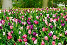 Flower Garden Stock Image Flower Garden Stock Image