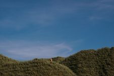 A Lone Cow 1 Stock Photo